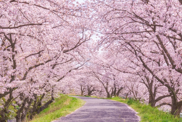 じぶんの桜で花見をしよう！ 自分だけの桜と幻の銘酒「本菱」で地域活性化を目指す 「満開の桜オーナーになろう2025」プロジェクト開始